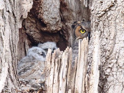 Three in the Tree