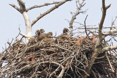 All Over the Nest
