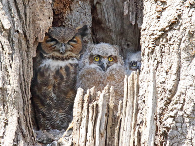 Owlet Amazement 