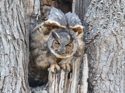 Owl Ball