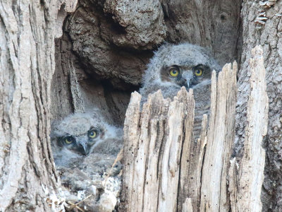 Eyes of the Owls