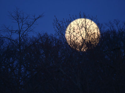 Buds in the Moonlight