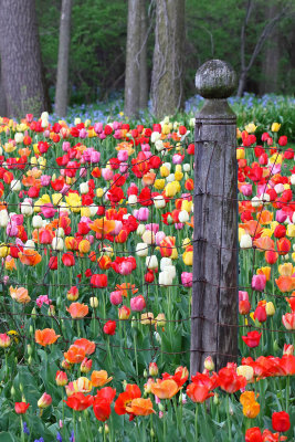 May is Tulip Time