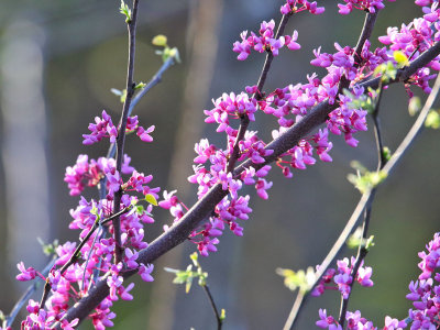 Return of the Redbuds