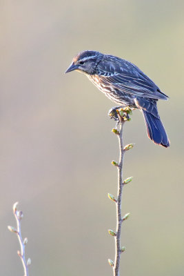 Top of the Twig