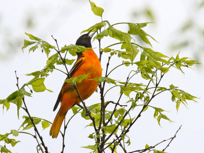 Singing a Spring Song