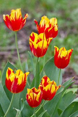 Two Tones, Seven Tulips