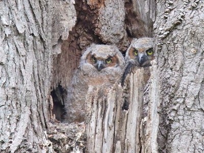 An Outlet for the Owlets