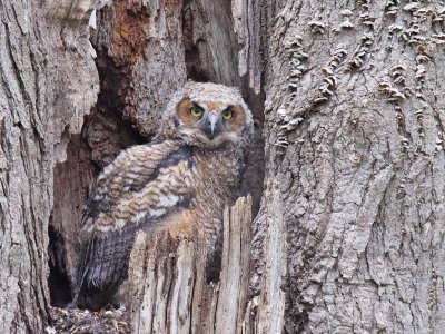 Looking More Like an Owl