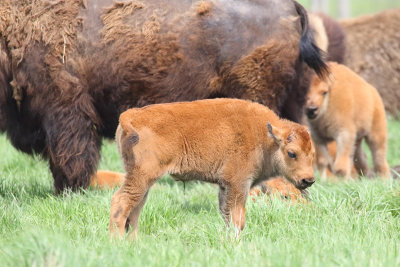 Safe with the Herd