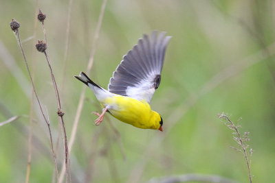 Pod Jumping