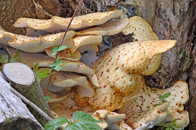 Fungus Souffle 