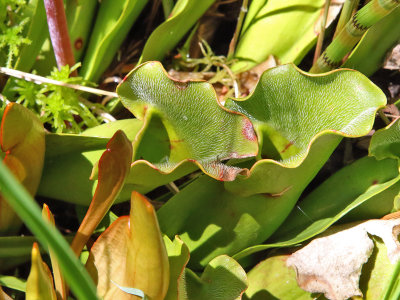 Adapted to Life in a Bog