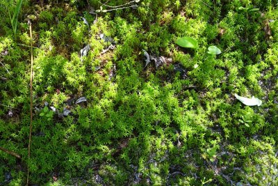 Green Carpet