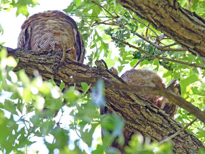 Owls Overhead