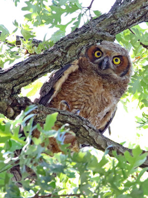 Owlet in the Middle