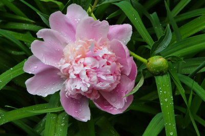 Beauty in the Rain