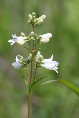 Flowering on the Prairie