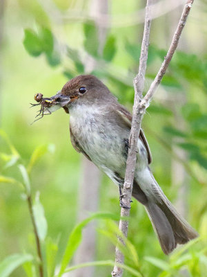 Showing Off its Prize