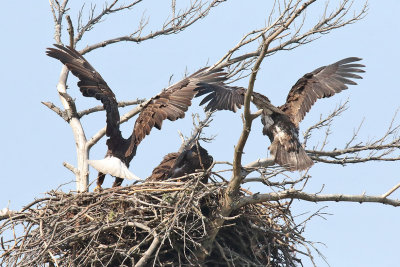 Comparing Wings