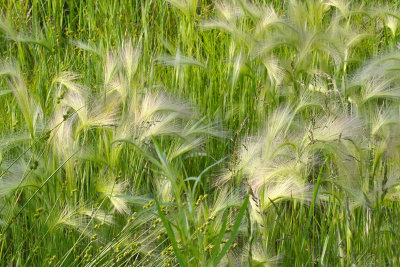 Splendor in the Grasses
