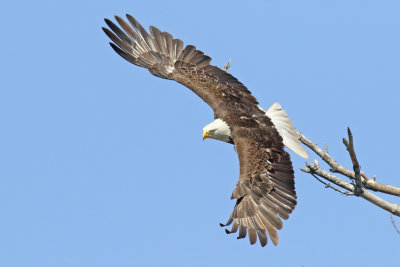 Catching the Wind