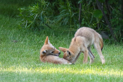 Teething