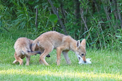 Sneaking Around