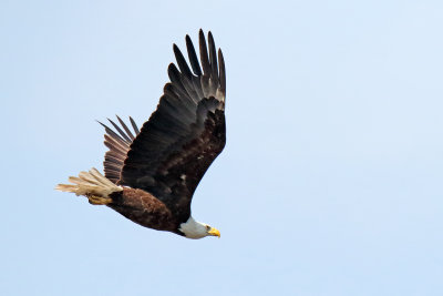 Flight From the Nest