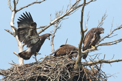 Nest Hopper