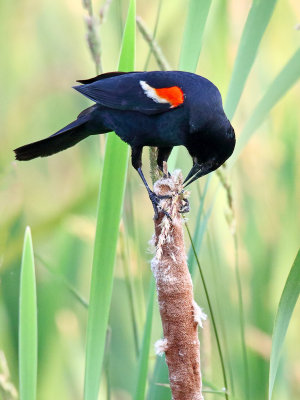 Clipping a Cattail