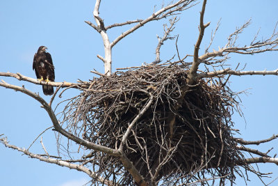 A Big Bird Needs a Big Nest