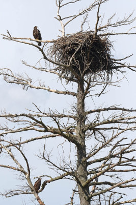 At an Empty Nest