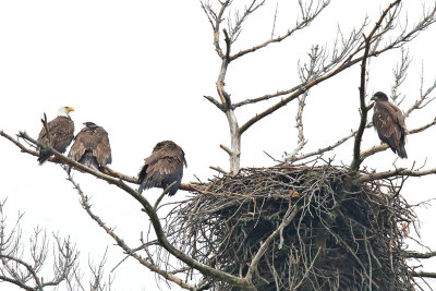 Emptying the Nest