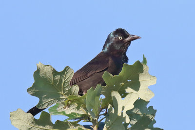 Top of the Oak