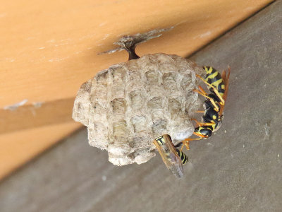 Working Wasps