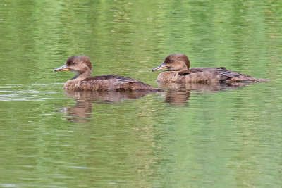 Missing Mergansers