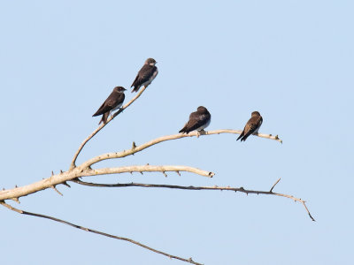 Tree Quartet