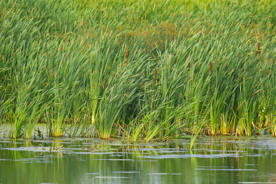 Cattails on the Creek