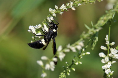 Wasp at Work