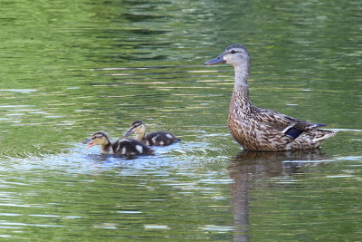 Mom Duck