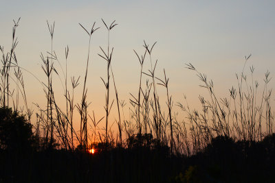 Tallgrass Sunset