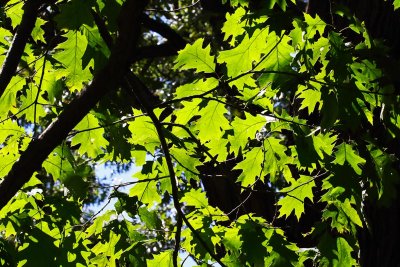 Summer Canopy