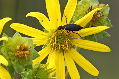 Flower amd a Bug