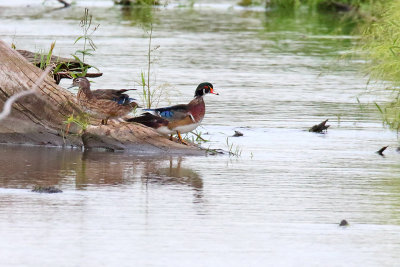 Duo of Ducks