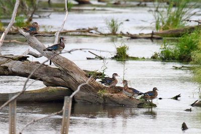 Lounging on a Log