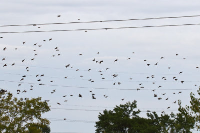 A Swarm of Starlings