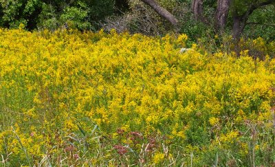 Fields of Gold