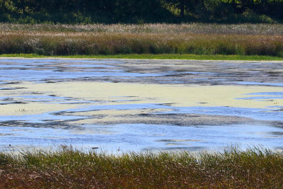 Late Summer on Nelson Lake