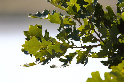 Keeping Chlorophyll